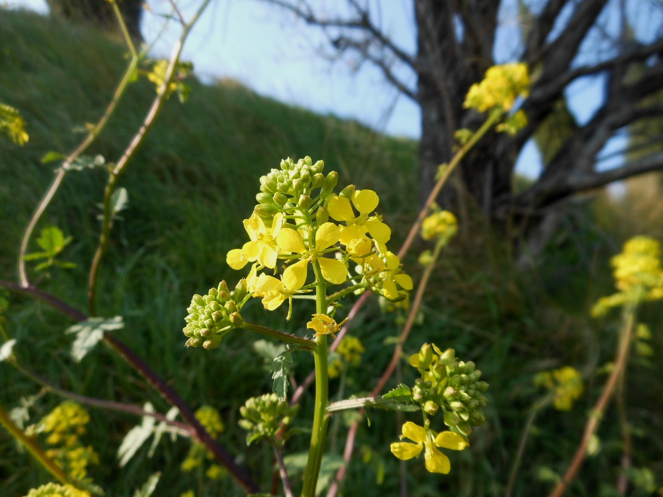 Sinapis alba L. subsp. mairei (H. Lindb.) Maire